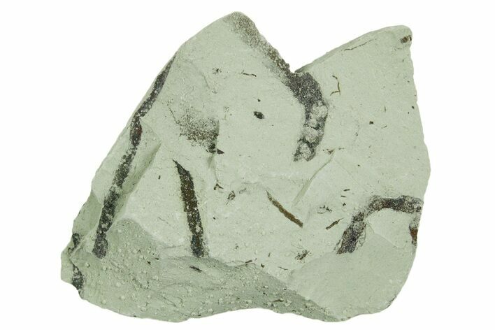 Plate of Silurian Fossil Algae (Kalania) Fossils - Estonia #369708